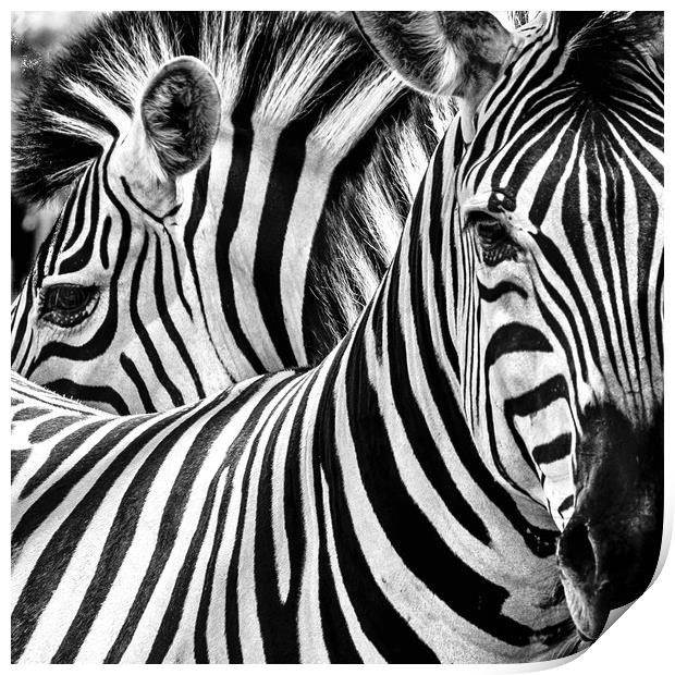Zebra study Print by Norman Ferguson