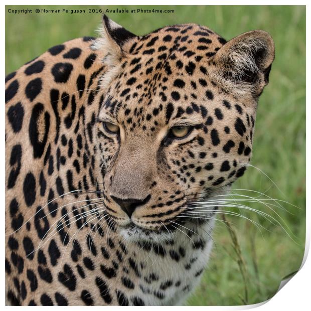 Leopard up close Print by Norman Ferguson