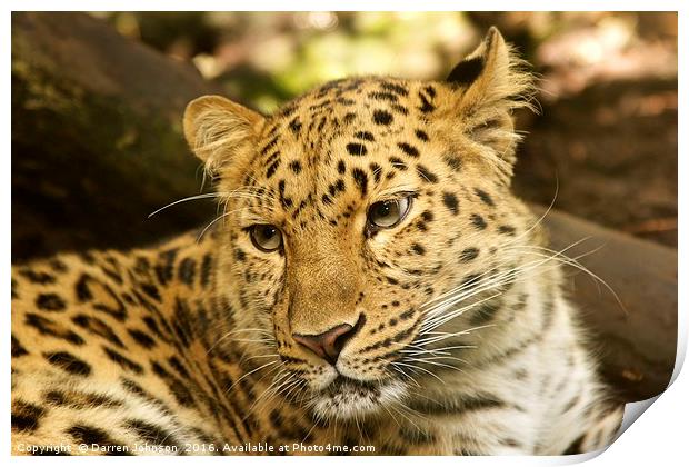 Amur Leopard Print by Darren Johnson