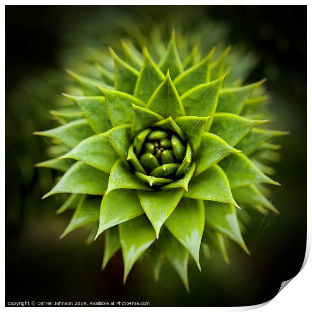 Monkey Puzzle Print by Darren Johnson