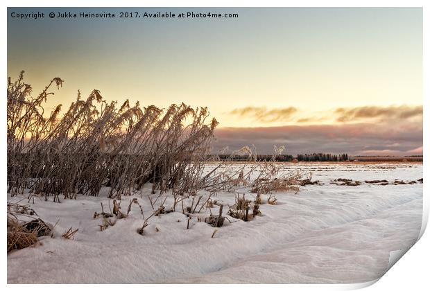 Frozen Willowherbs By The Fields Print by Jukka Heinovirta