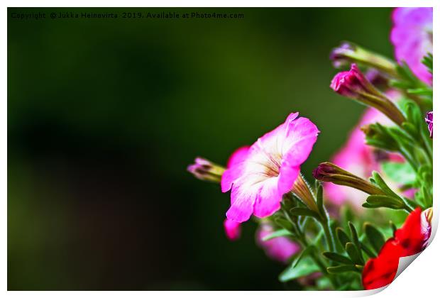 Pink And White Petunia Flower Print by Jukka Heinovirta