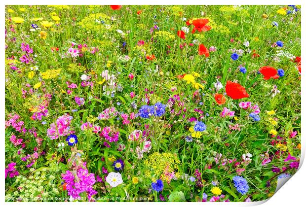 Wildflower Meadow with Colorful Flowers     Print by Samuel Sequeira
