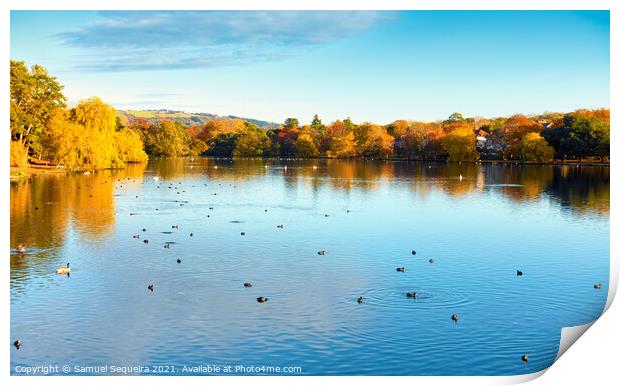 Roath Park Lake in Autumn with Ducks and Swans Swi Print by Samuel Sequeira