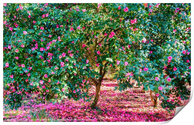 Blooming Camellia Trees with Pink Flowers Print by Samuel Sequeira