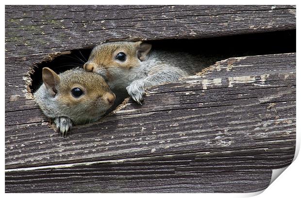 2 Squirrels in my shed Print by Dave Holt