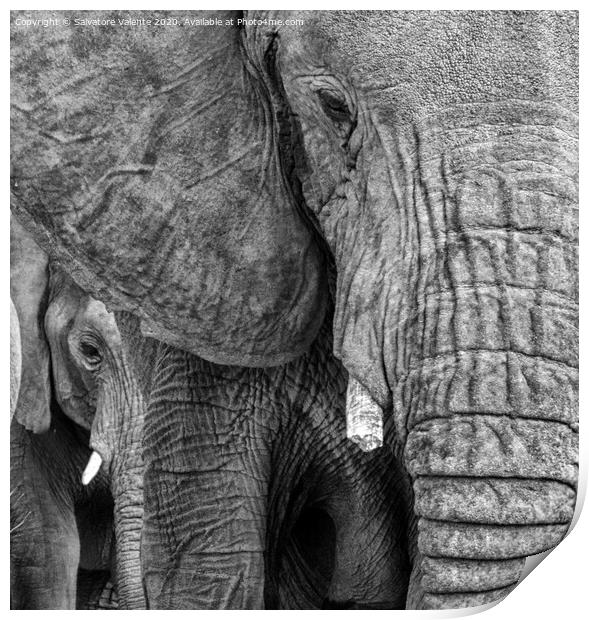 A close up of a baby elephant Print by Salvatore Valente