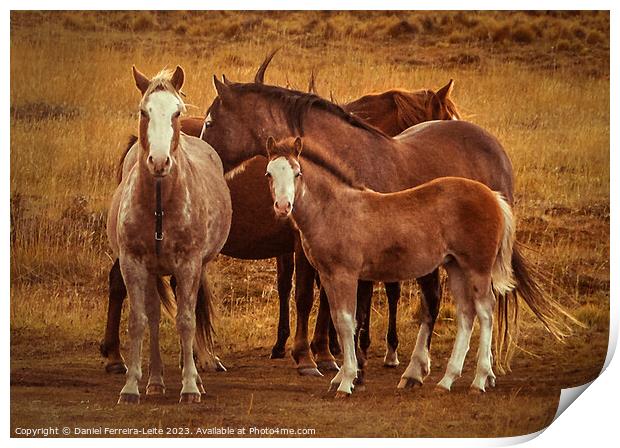 Wild horses at patagonia landscape Print by Daniel Ferreira-Leite
