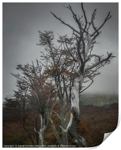 Nature's Resilience: Tierra del Fuego Forest, Argentina Print by Daniel Ferreira-Leite