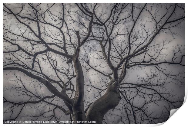 Landscape forest ceiba tree, guayaquil, ecuador Print by Daniel Ferreira-Leite