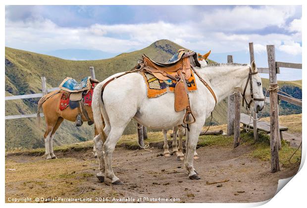 Two Horses Tied at the Top of Mountain in Quito Ec Print by Daniel Ferreira-Leite