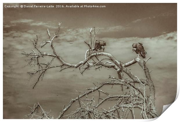 Vultures at Top of Tree Print by Daniel Ferreira-Leite