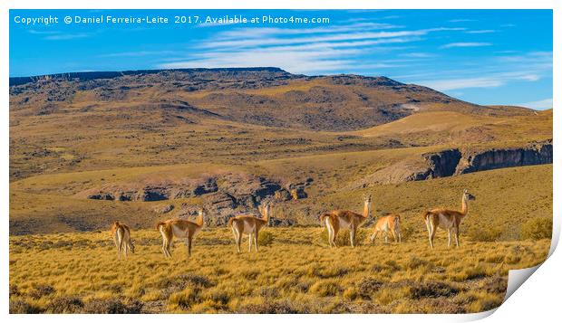 Group of Vicunas at Patagonia Landscape, Argentina Print by Daniel Ferreira-Leite
