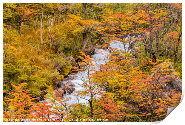Colored Forest Landscape, Patagonia - Argentina Print by Daniel Ferreira-Leite