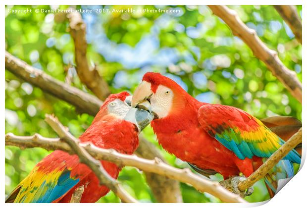 Ecuadorian Parrots at Zoo, Guayaquil, Ecuador Print by Daniel Ferreira-Leite