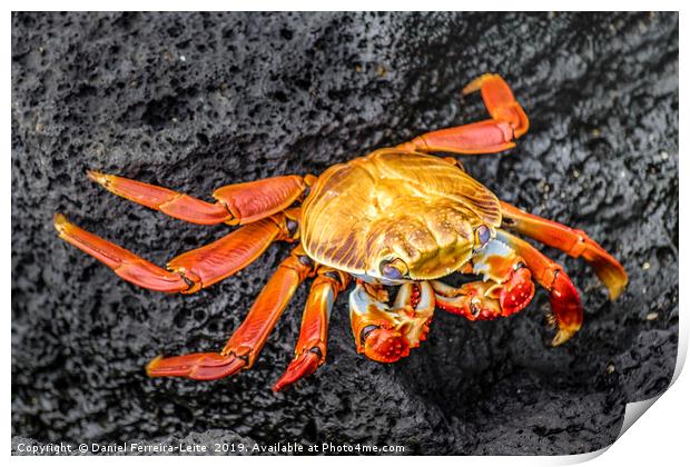 Colored Crab at Galapagos Island Print by Daniel Ferreira-Leite
