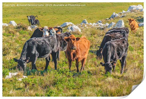 Cows at Countryside, Maldonado, Uruguay Print by Daniel Ferreira-Leite