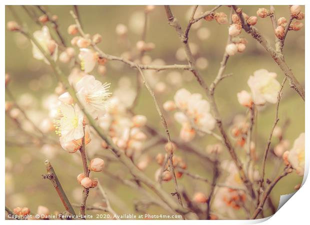 Sakura Flowers, Imperial Palace Park, Tokyo, Japan Print by Daniel Ferreira-Leite