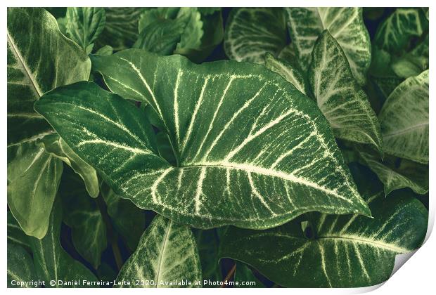 Green Plants at Home Yard Print by Daniel Ferreira-Leite