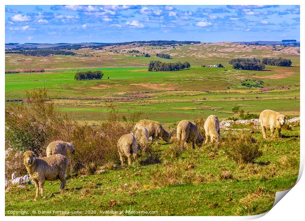 Sheeps at Countryside, Maldonado, Uruguay Print by Daniel Ferreira-Leite