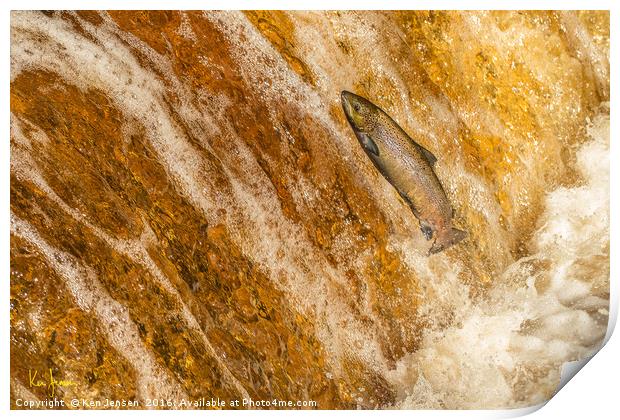 Salmon Leap Print by Ken Jensen