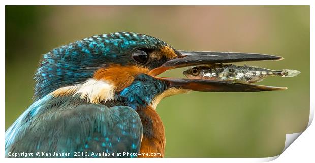 Kingfisher, eye to eye Print by Ken Jensen
