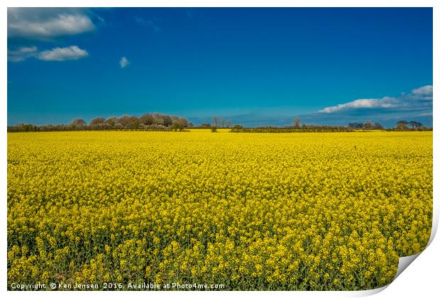 Fields of Gold Print by Ken Jensen