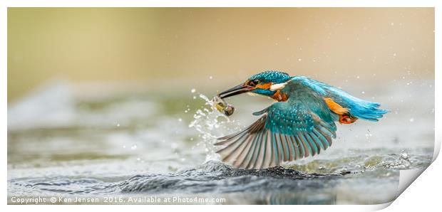 Kingfisher Flight Print by Ken Jensen