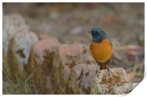A colorful bird perched on a rock Print by NITYANANDA MUKHERJEE