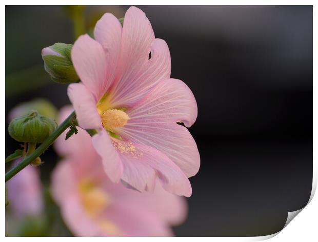 Plant flower Print by NITYANANDA MUKHERJEE