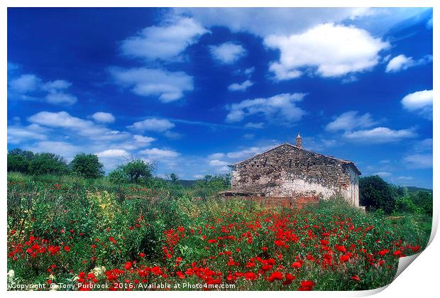 Old Stone House in Poppy Field Print by Tony Purbrook