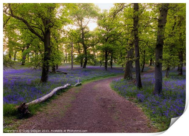 Kinclaven Bluebell Wood Print by Craig Doogan