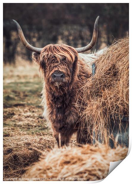 Highland Cow Print by Craig Doogan