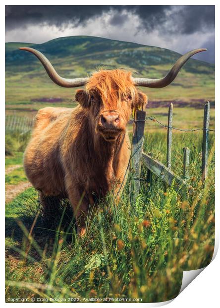 Scottish Highland Cow Print by Craig Doogan