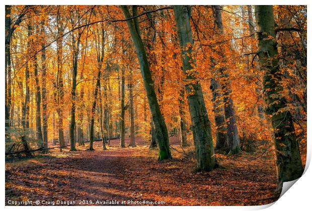 Autumn Colours at Templeton Woods Print by Craig Doogan