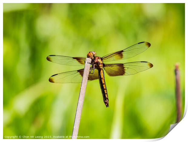 Close up shot of Dragonfly on ground Print by Chon Kit Leong