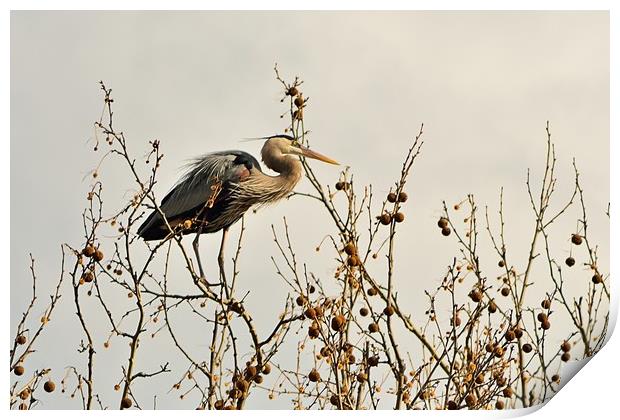 Ruminating Heron Print by Jerome Cosyn