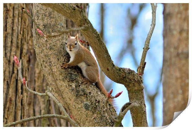 Red-tailed Squirrel Print by Jerome Cosyn