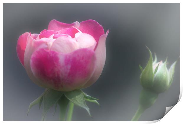 Pink Rose and Rosebud Print by Jeremy Hayden