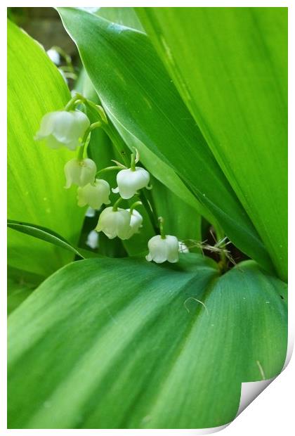 Lily of the Valley Flowers Print by Jeremy Hayden