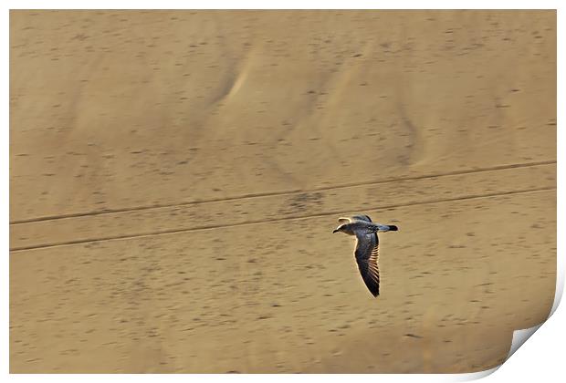 Seagull Flying Low over the Beach Print by Jeremy Hayden