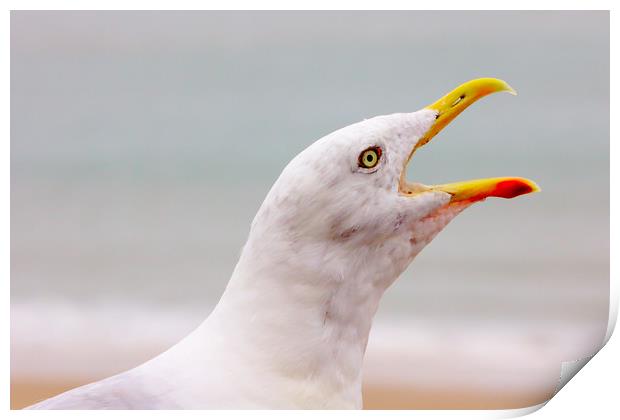 Hungry Seagull with an Open Beak Print by Jeremy Hayden