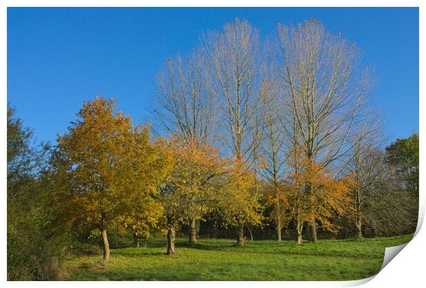 Golden Autumn Leaves and Blue Sky Print by Jeremy Hayden