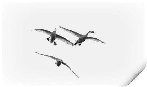 Swans in Flight Print by Chris Sweet