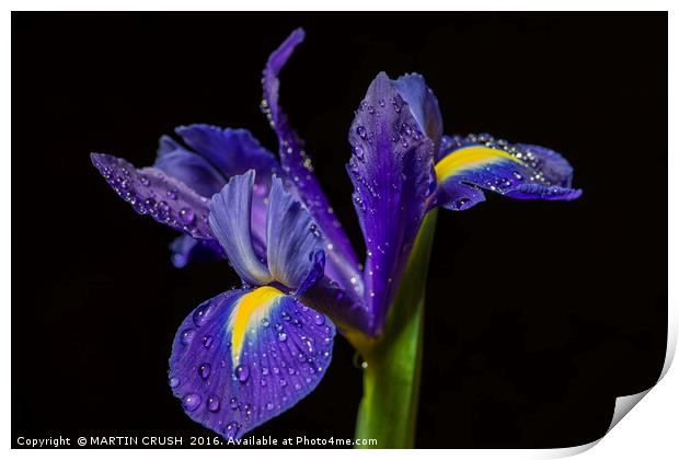 Blue Iris Print by MARTIN CRUSH