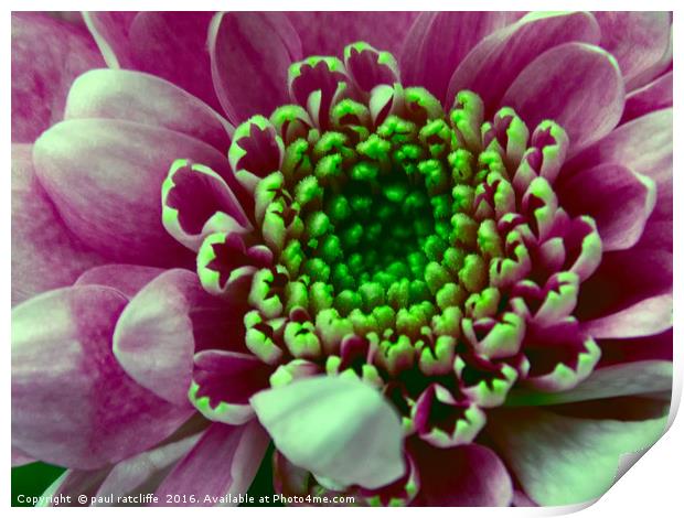 chrysanthemum Print by paul ratcliffe