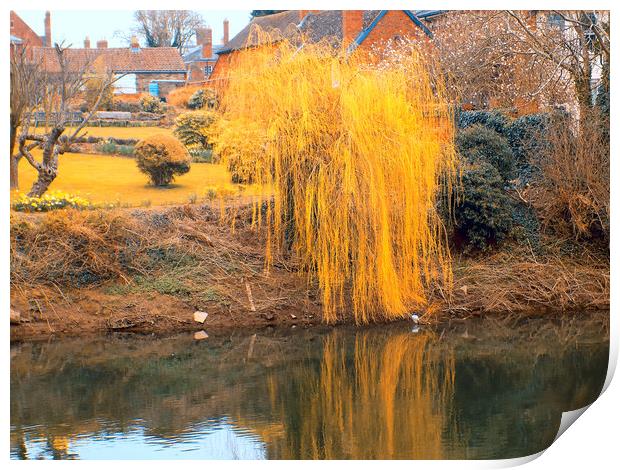 weeping willow Print by paul ratcliffe