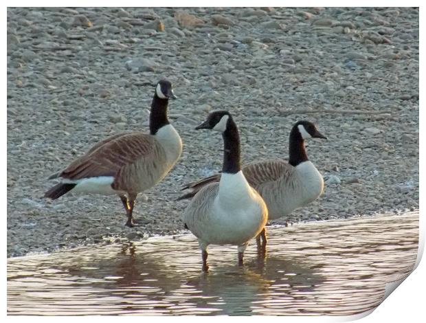 canadian geese Print by paul ratcliffe