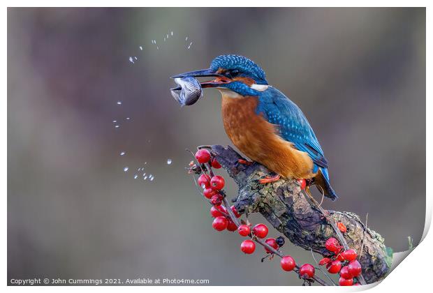 Kingfisher with Catch Print by John Cummings