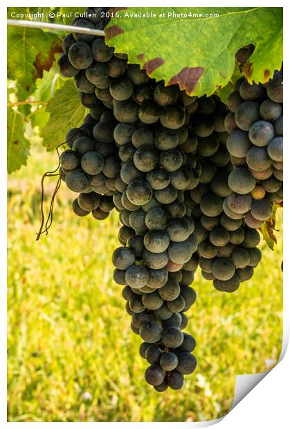 Large bunch of red wine grapes ready for harvest Print by Paul Cullen